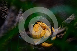 Eyelash Viper or eyelash palm-pitviper, Bothriechis schlegelii, venomous pit viper snake, Corcovado NP in Costa Rica. Nice yellow