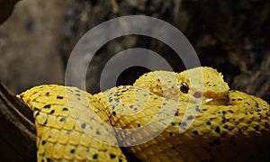 Eyelash viper macro