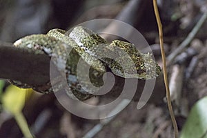 Eyelash Viper in the Cloud Forest photo