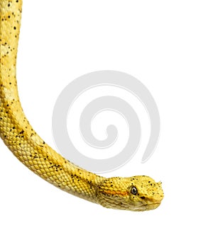 Eyelash viper, pit viper in front of white