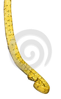 Eyelash viper, pit viper in front of white