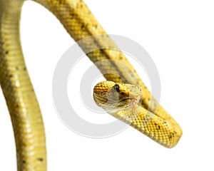 Eyelash viper, pit viper in front of white