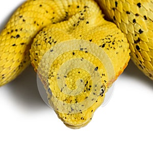 Eyelash viper, pit viper in front of white