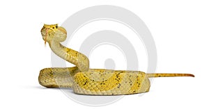 Eyelash viper, pit viper in front of white