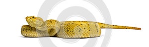 Eyelash viper, pit viper in front of white