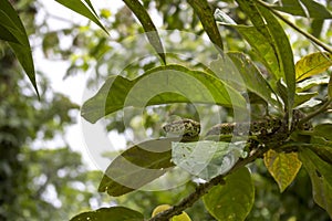 Eyelash Viper Poisonous Snake in Jungle Tree