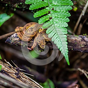 Eyelash viper in rainforest in Costa Rica