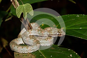 Eyelash Viper