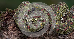 Eyelash Viper Snake on a tree Branch