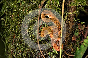 Eyelash Viper, taken within the Arenal Hanging Bridges trail, Costa Rica.