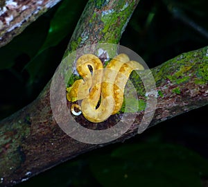 Eyelash viper in a tree, in Costa Rica