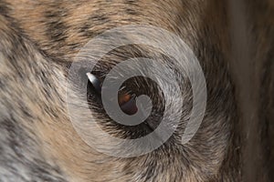 Eyelashes, fur and dander shown in great detail, super macro pet image