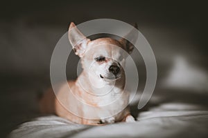 Eyeless Chihuahua dog, 12 years old on a bed