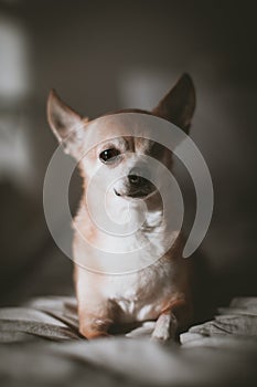 Eyeless Chihuahua dog, 12 years old on a bed