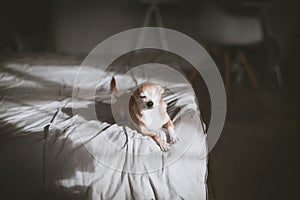 Eyeless Chihuahua dog, 12 years old on a bed