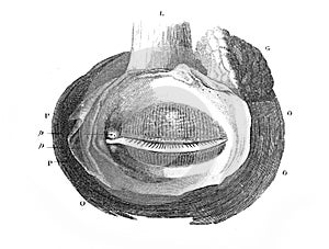 Eyelids in the old book The Encyclopaedia Britannica, vol. 1, by C. Blake, 1875, Edinburgh