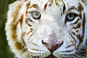 Eyes of the albino tiger