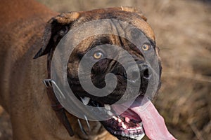 Eyes amber-colored. Closeup portrait of rare breed of dog South African Boerboel