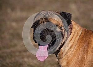 Eyes amber-colored. Closeup portrait of rare breed of dog South African Boerboel