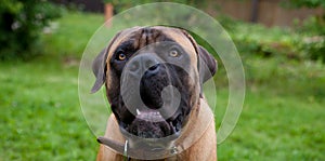 Eyes amber in colour. Closeup portrait of a beautiful dog breed South African Boerboel