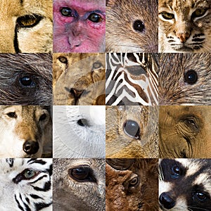 Eyes of Animals