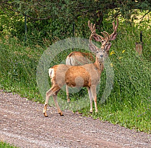 Eyes and Antlers of Mule Deer, Portland, Colorado