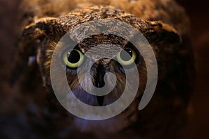 Eyes Of A Barred Owl