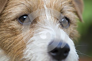 Eyes of a beautiful thinking dog, close-up