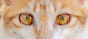 Eyes of a beautiful young domestic cat close up macro detailed photograph. staring directly front at the camera