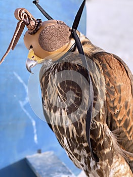 Eyes of a bird of prey on falconry closed hood.