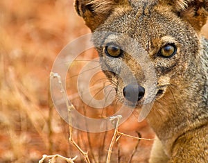 The eyes of the Black-backed Jackal