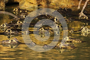 Eyes of Black caimans in the golden evening light, Pantanal, Brazil