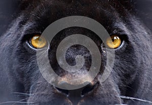 The eyes of a black panther photo