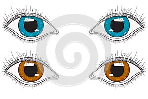 Eyes. Blue and brown eyes. Vector illustration isolated on white background.
