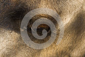 Eyes of camel. Close-up, macro photo. Used informally, camel or, more correctly, camelid refers to any of the seven members of th