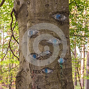 Eyes carved in tree trunk.