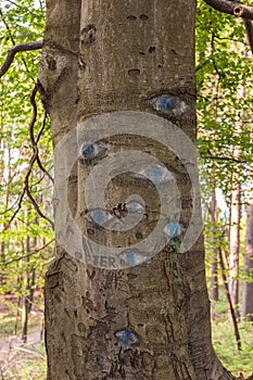 Eyes carved in tree trunk.