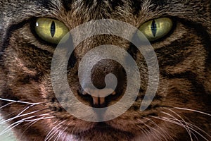 The eyes cat looking something.