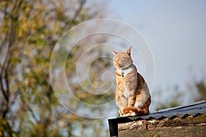 Ginger red tabby cat sitting relaxed on a tin roof against a blue sky.