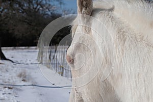 Sleepy white horse closeup in winter snow