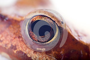 Eyes of the Common frog