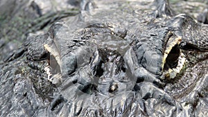 Eyes of crocodile in zoo de Beauval