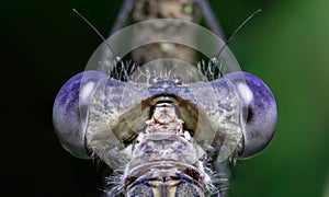 Eyes of damselfly