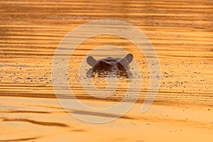 Eyes and ears of hippopotamus above water at sunrise