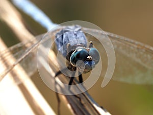 Eyes and a Face of Keeled Skimmer Dragonfly