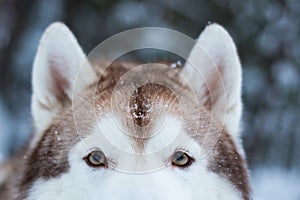 Eyes and fluffy ears of Siberian husky in winter forest