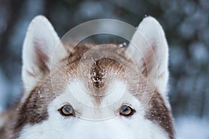 Eyes and fluffy ears of Siberian husky in winter forest photo