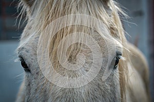 Eyes and forelock of a dappled white horse