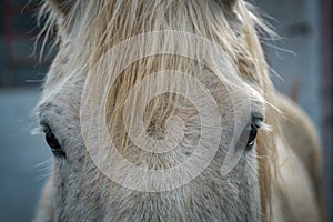 Eyes and forelock of a dappled white horse photo