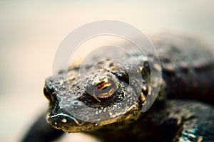 the eyes of a frog, in deep black and orange